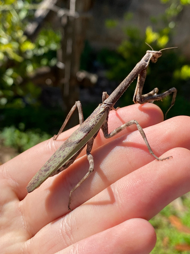 Pseudovates parallela