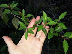 Maytenus acuminata