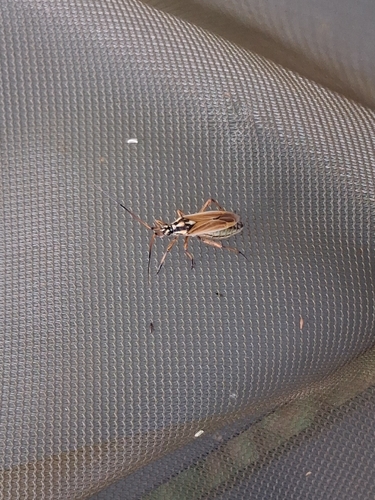 Meadow Plant Bug