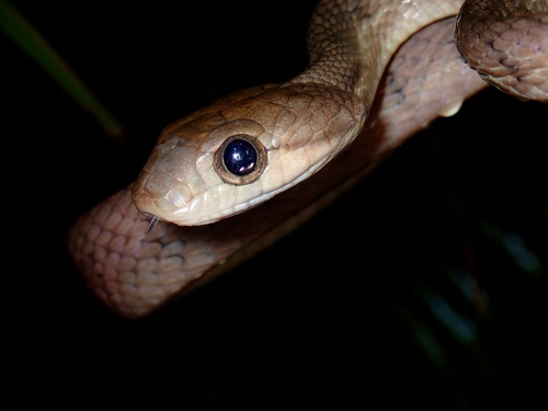 Philippine Cat Snake, Boiga philippina