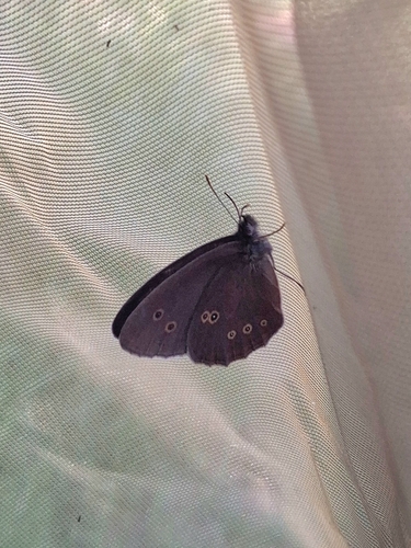 Ringlet