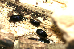 Platydema violacea