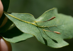 Andricus pedicellatus