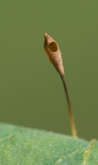 Andricus pedicellatus