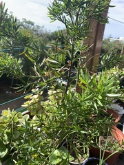 Podocarpus latifolius