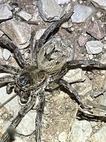 Spanish wolf spider
