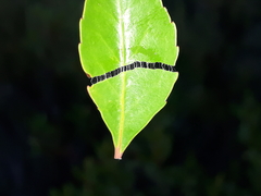 Maytenus acuminata