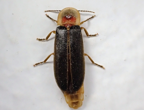 Balearic firefly