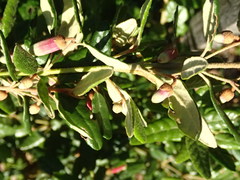 Correa glabra