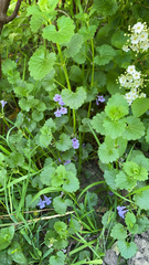 Glechoma hederacea