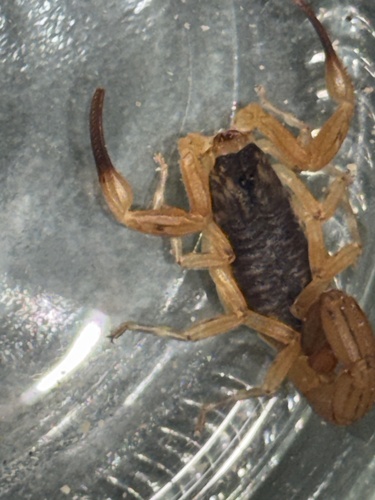 Brazilian Yellow Scorpion