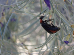 Spastonyx nemognathoides