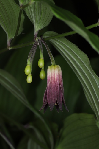 Disporum cantoniense observed 2026-06-21
