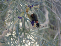 Spastonyx nemognathoides