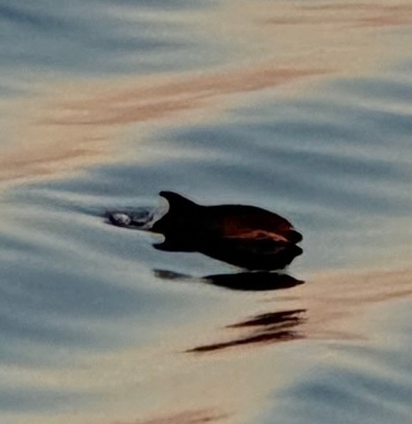Common Bottlenose Dolphin