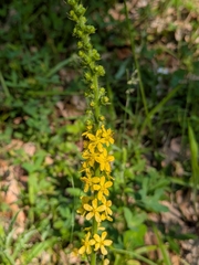 common agrimony