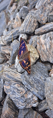 Lesser Purple Emperor