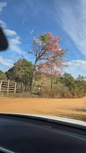 Silk floss tree