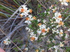 Cryptandra hispidula
