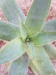 Aloe × schimperi