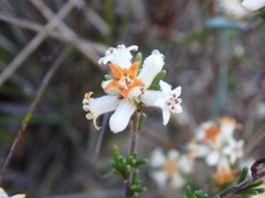Cryptandra hispidula