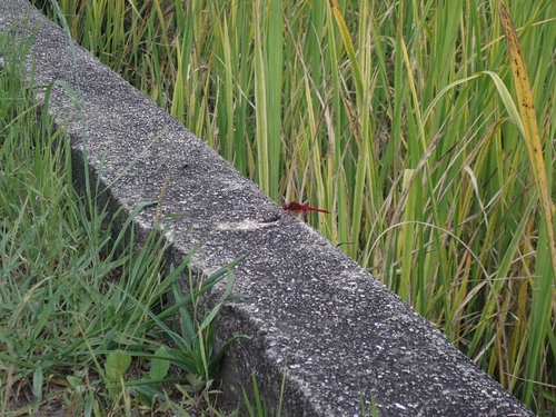 Crocothemis servilia mariannae