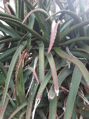Aloe rupestris