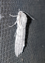 Harpagocnema eremoplana