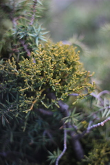 Arceuthobium oxycedri