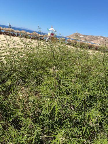 Vitex agnus-castus