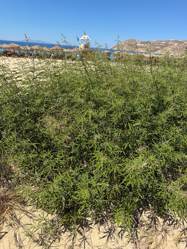 Vitex agnus-castus