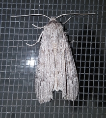 Harpagocnema eremoplana