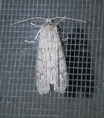 Harpagocnema eremoplana