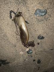 Scyliorhinus stellaris