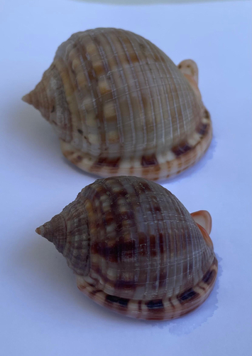 Mediterranean bonnet snail