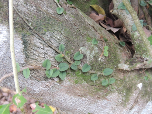 Microgramma squamulosa, photograph 1