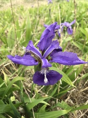 Iris tectorum