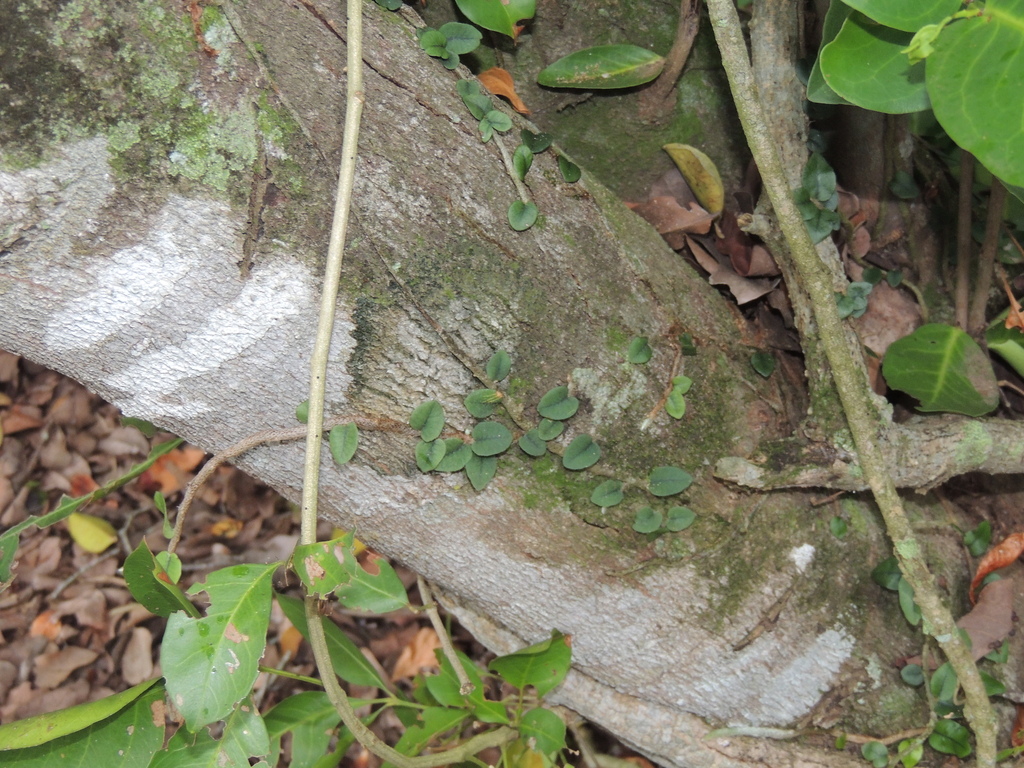 Microgramma squamulosa; photograph (c) Paulo Nogueira, some rights reserved (CC BY)