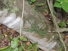 Microgramma squamulosa