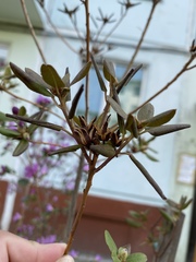 Rhododendron lapponicum