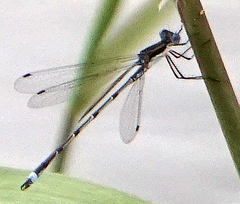 Lestes australis