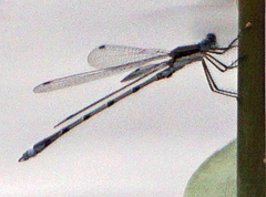 Lestes australis