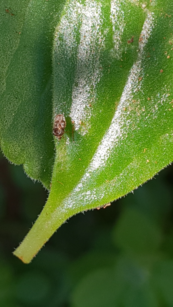 Basil Lace Bug from Peddie Street on April 22, 2020 at 10:49 AM by ...