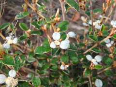 Spyridium thymifolium