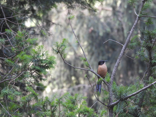 Rufous Sibia