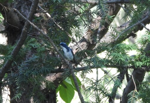 Ultramarine Flycatcher