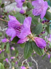 Rhododendron lapponicum