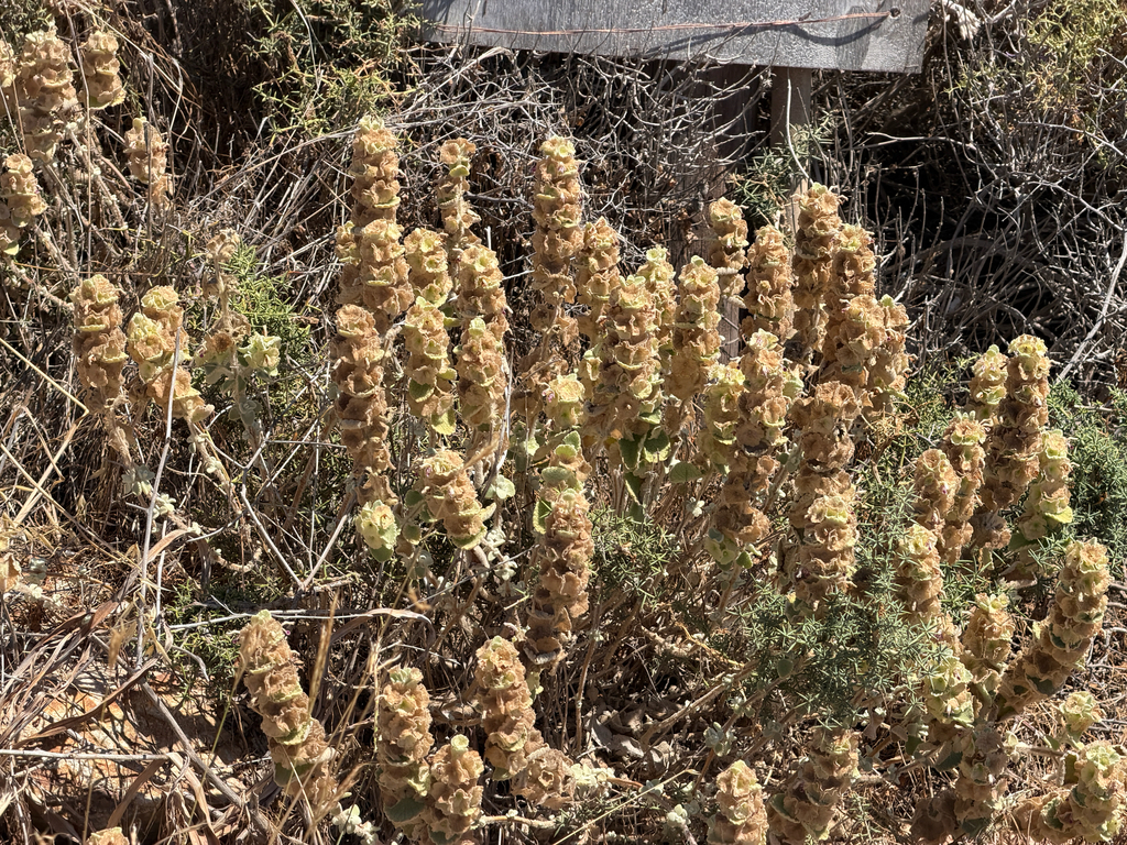 Pseudodictamnus acetabulosus; photograph author not stated, no rights reserved
