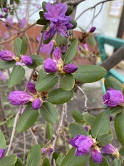 Rhododendron lapponicum