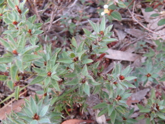 Pultenaea involucrata
